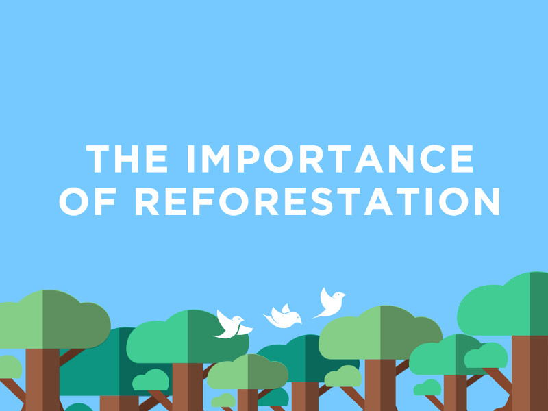 The Importance of Reforestation