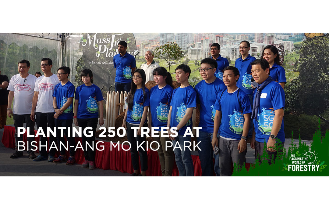 Planting 250 trees at Bishan-Ang Mo Kio Park