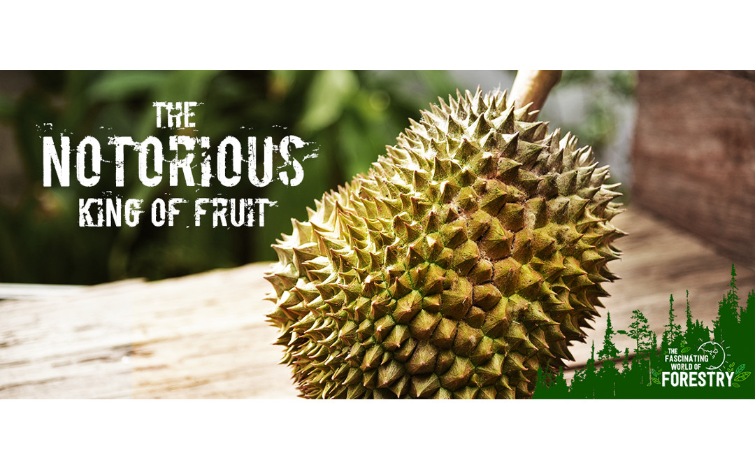 The Notorious King of Fruit